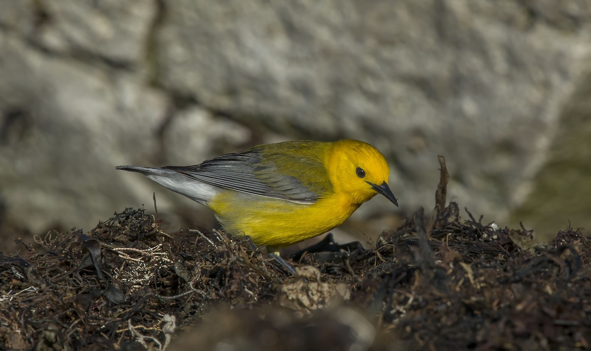 Prothonotary Warbler - ML54614331