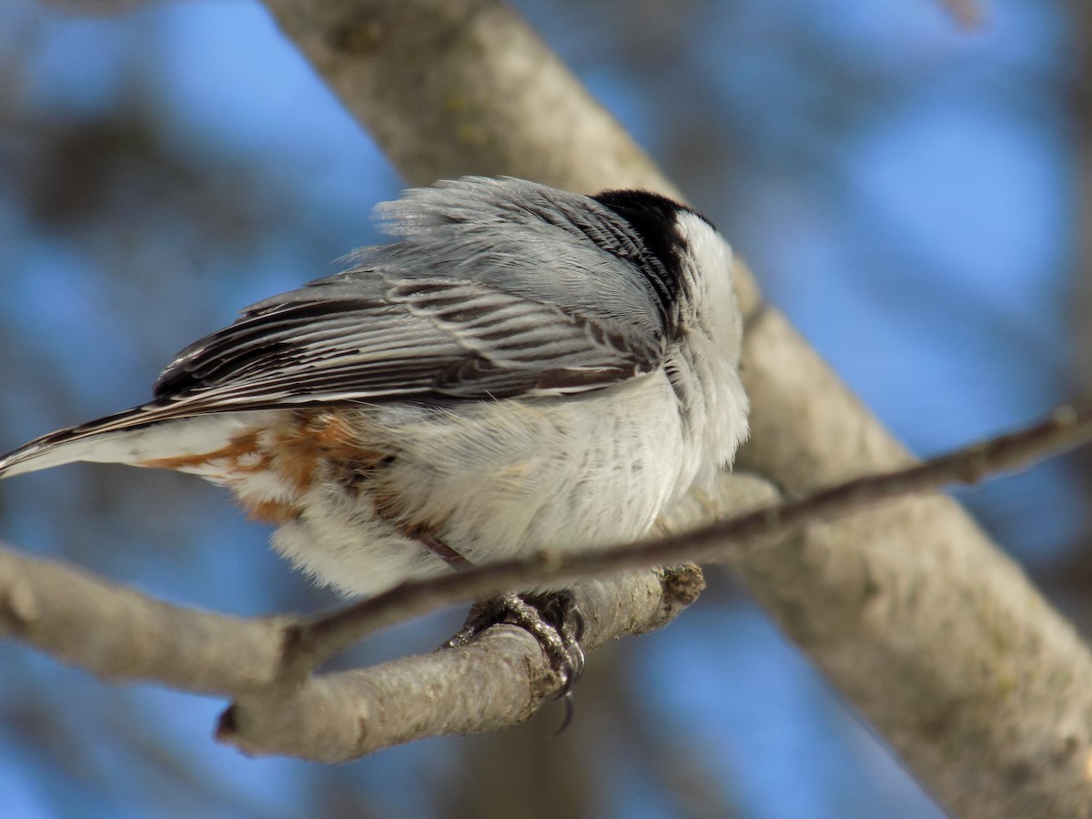 White-breasted Nuthatch - ML546144461