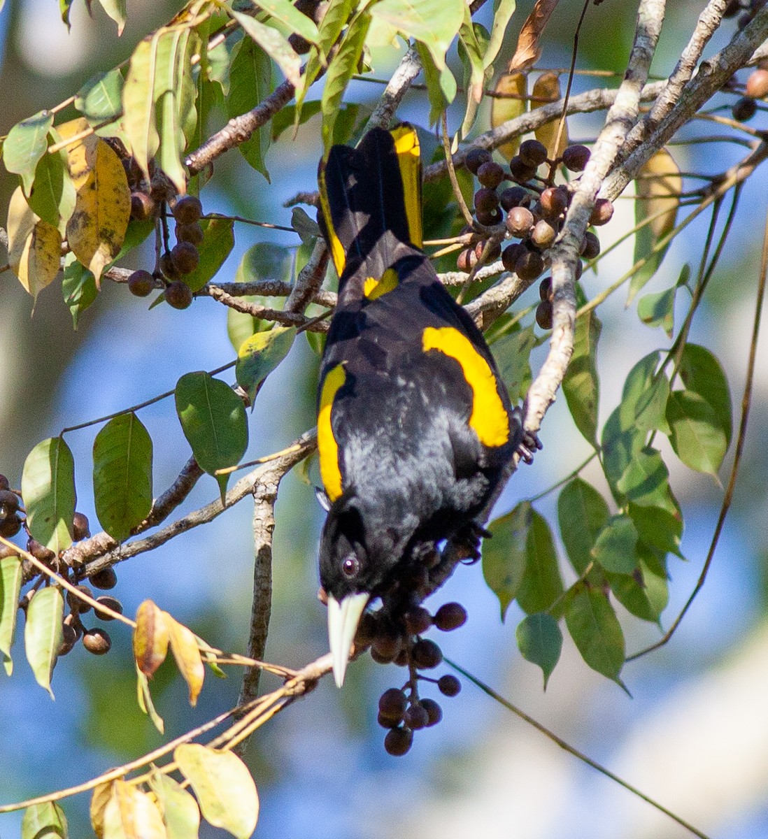 Yellow-winged Cacique - ML546152511