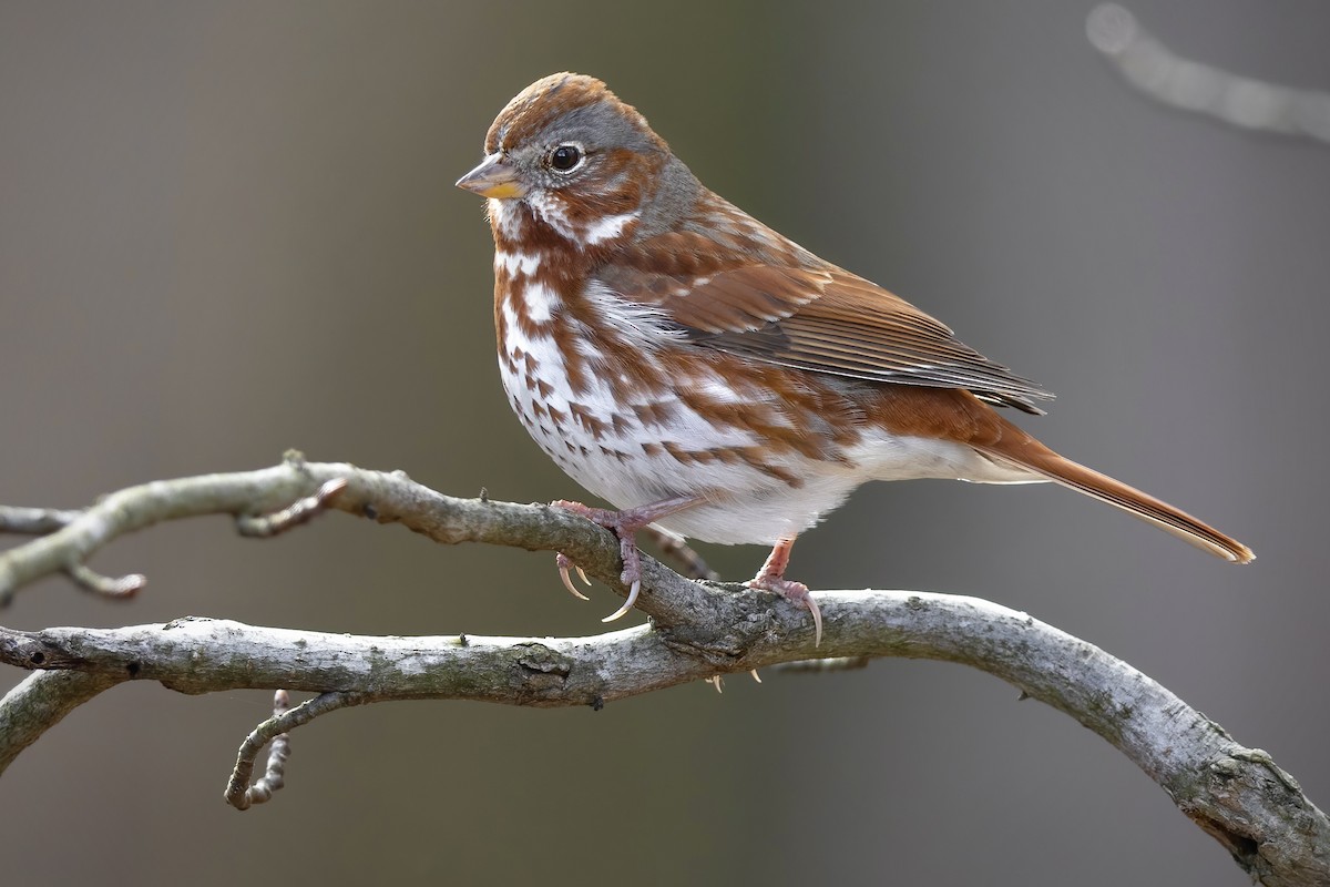 Fox Sparrow (Red) - ML546158471
