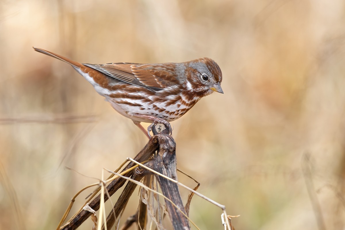 Fox Sparrow (Red) - ML546158501