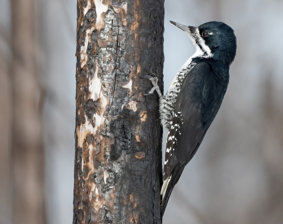 Black-backed Woodpecker - ML546159201