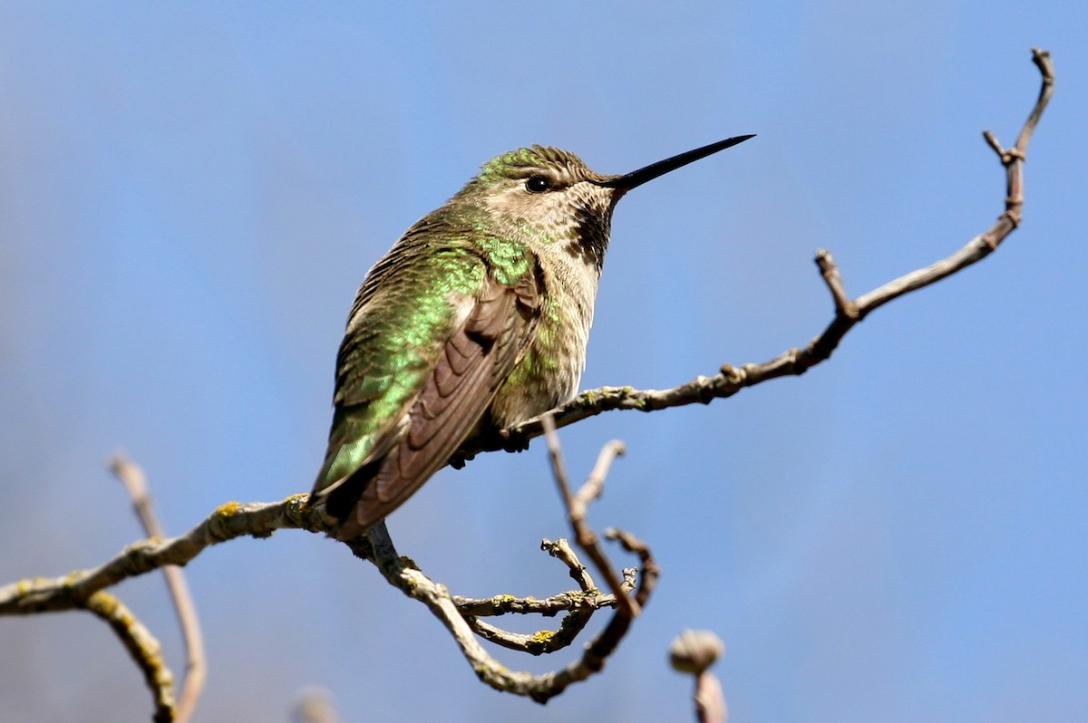 Anna's Hummingbird - Kurt Scearce