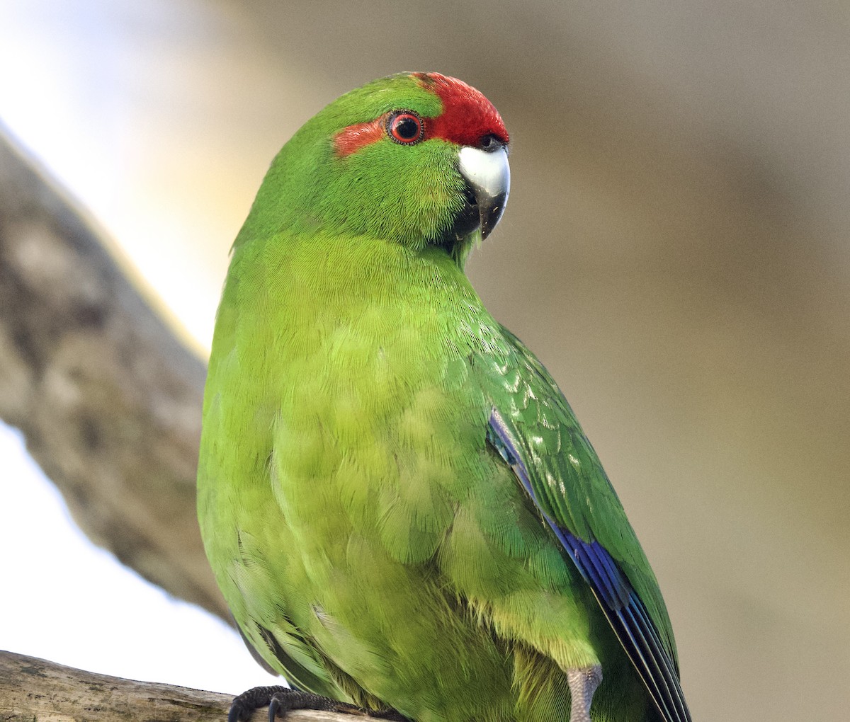 Red-crowned Parakeet - william tyrer