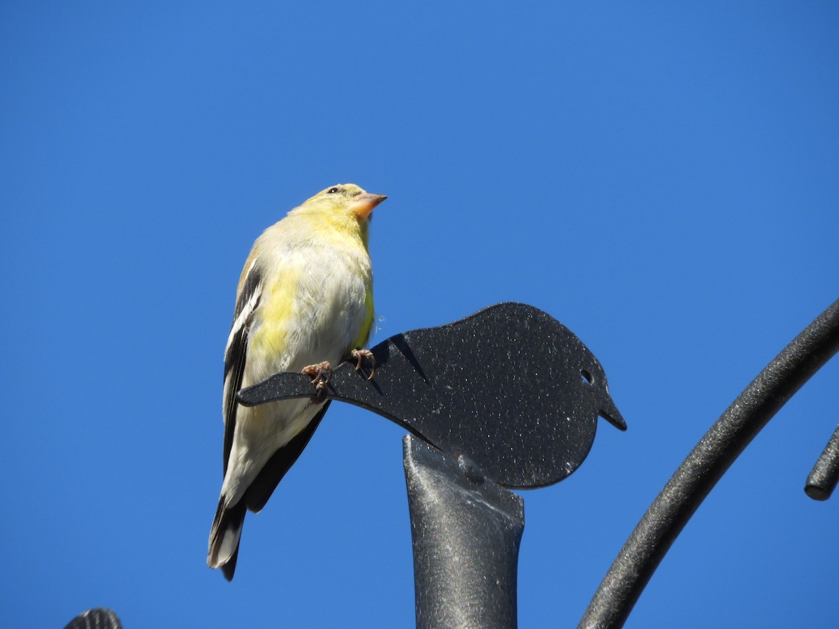 eBird Checklist 16 Mar 2023 Islip (Suffolk Co.) 9 species