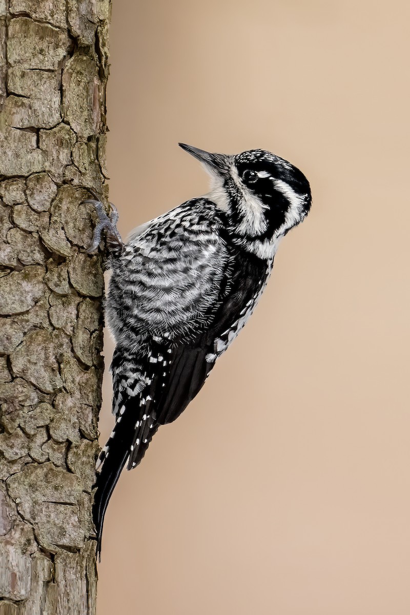 Eurasian Three-toed Woodpecker - ML546171601