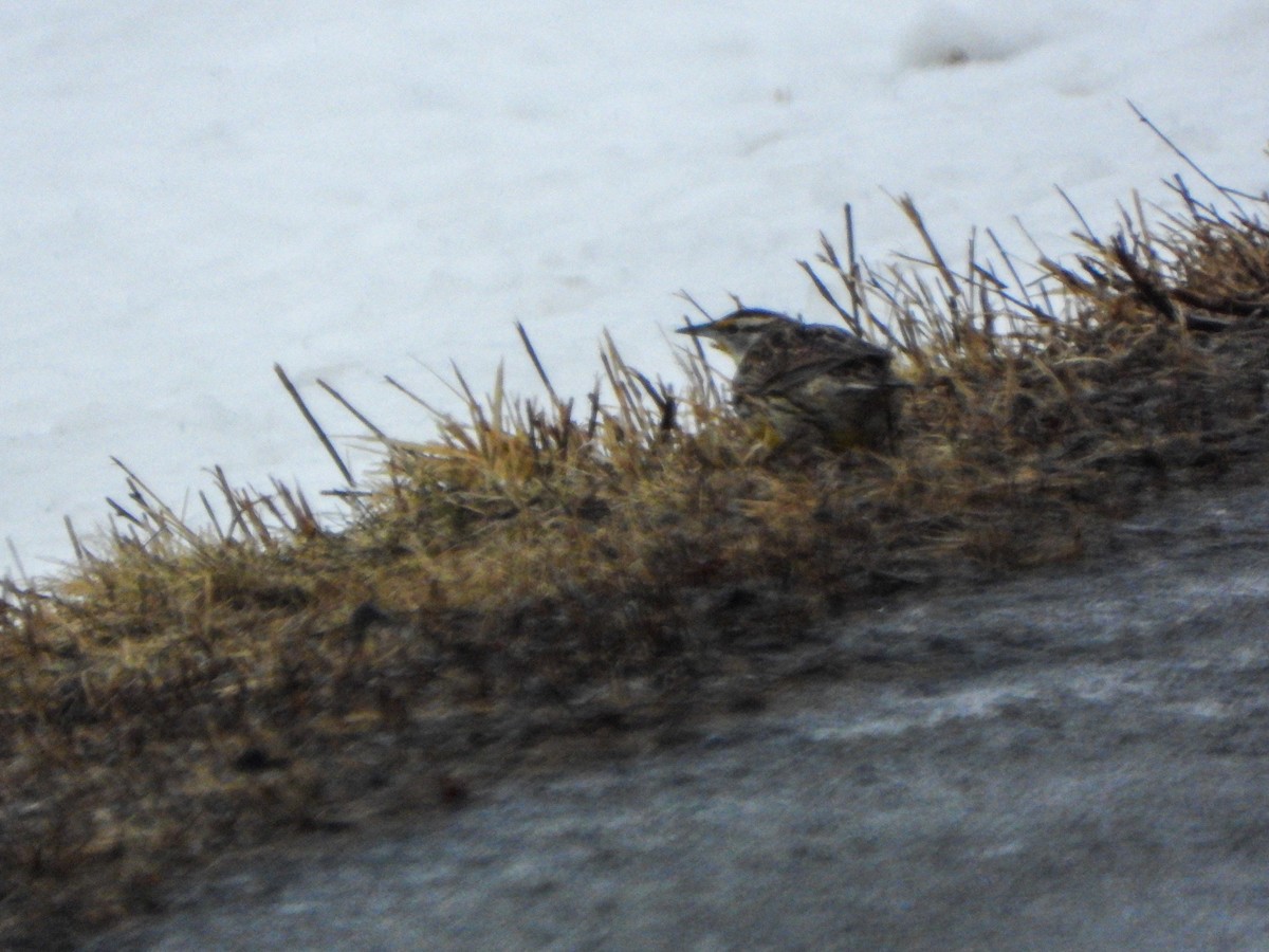 Eastern Meadowlark - ML546175471