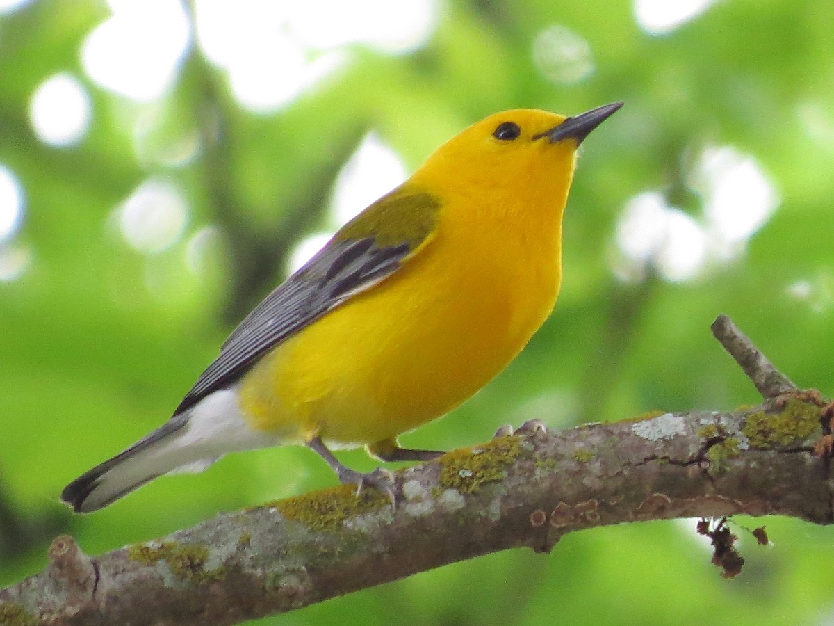 Prothonotary Warbler - Timothy Fennell