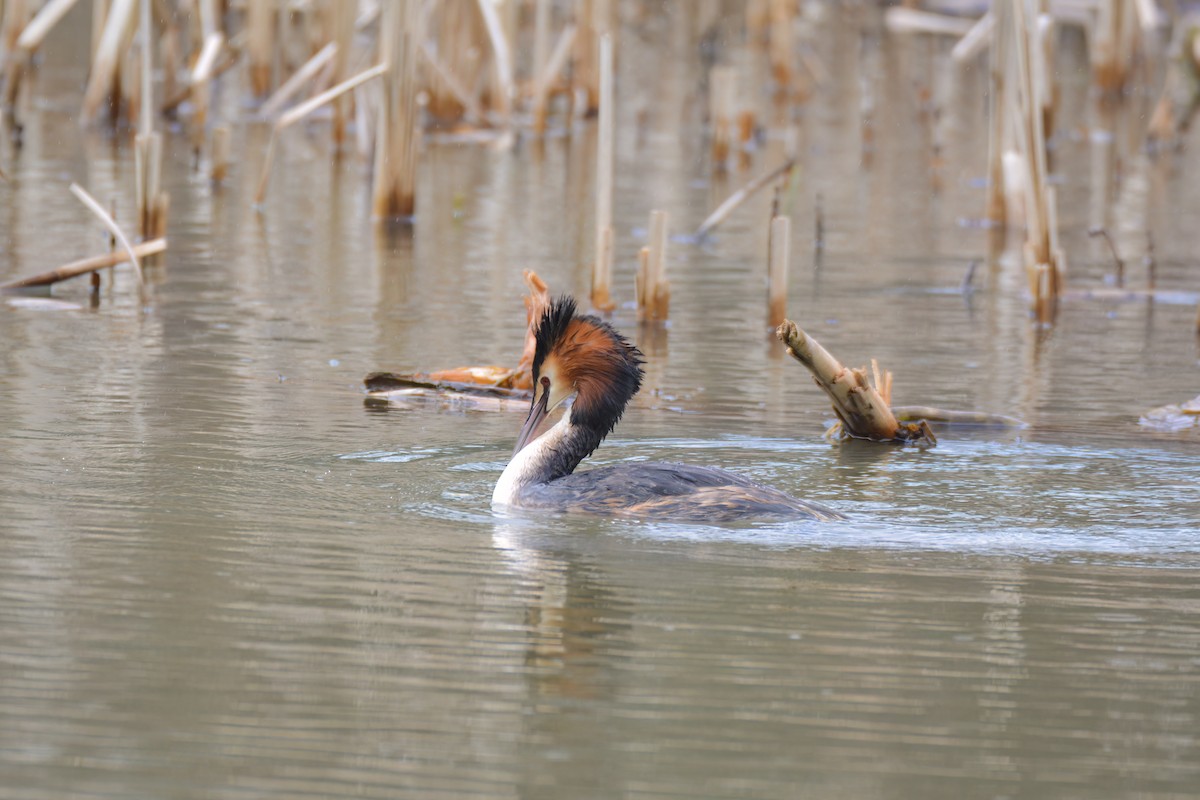 Great Crested Grebe - ML546181011