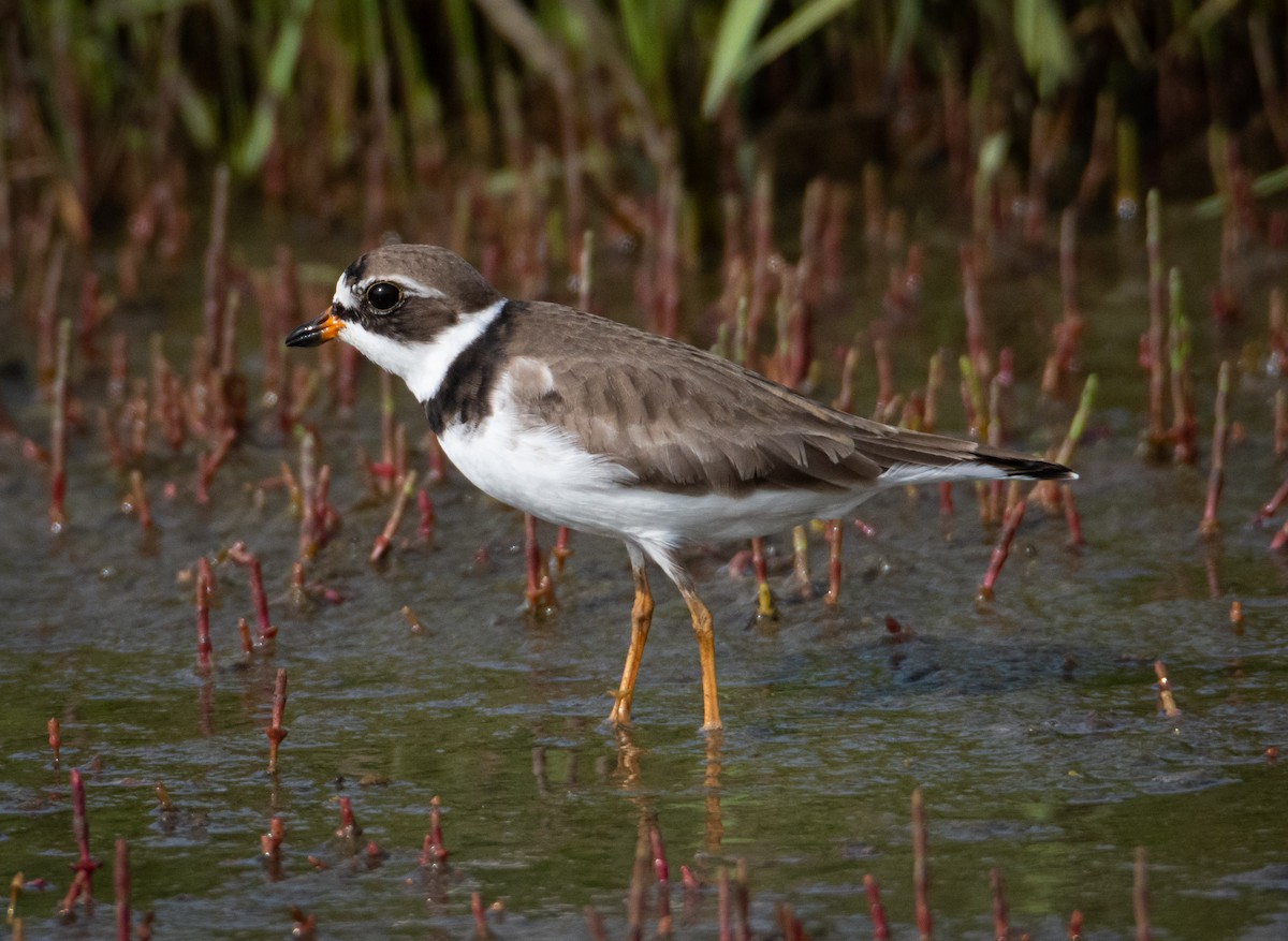Semipalmated Plover - ML546181381