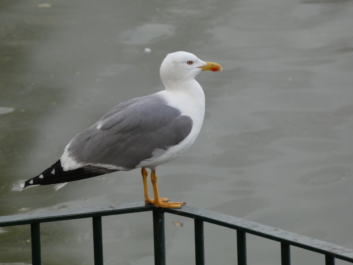 Yellow-legged Gull - Seán Holland