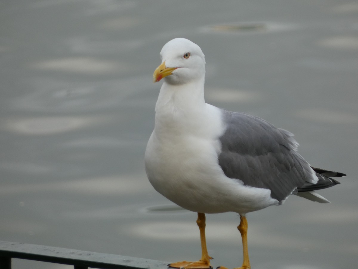Yellow-legged Gull - ML546182491