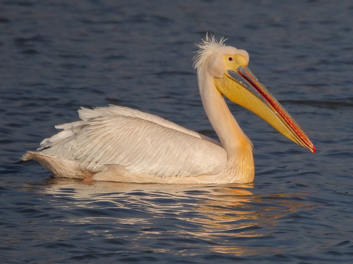 Great White Pelican - Roger Horn