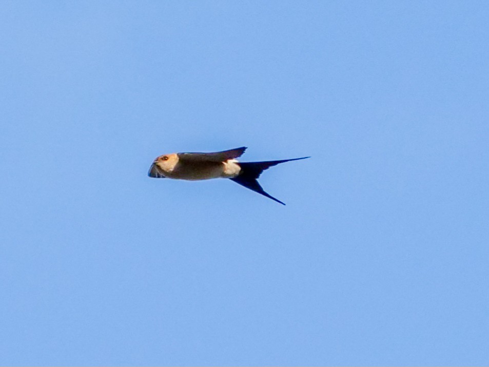 Barn Swallow - Roger Horn