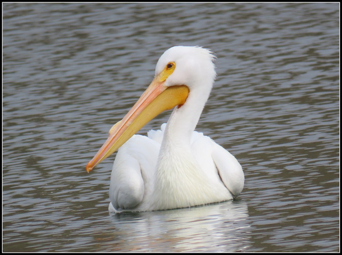 American White Pelican - ML546196191