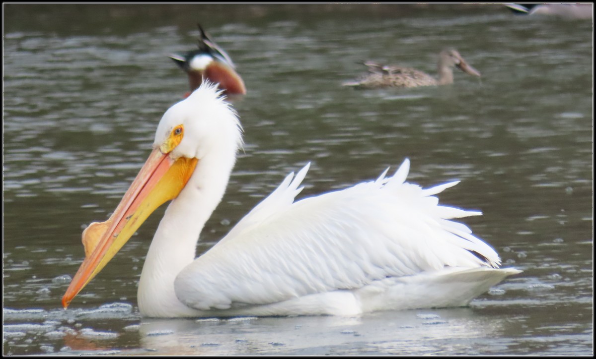 pelikán severoamerický - ML546196201