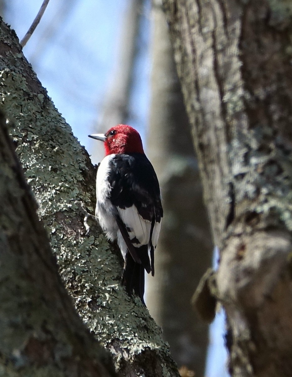 Red-headed Woodpecker - ML54619731