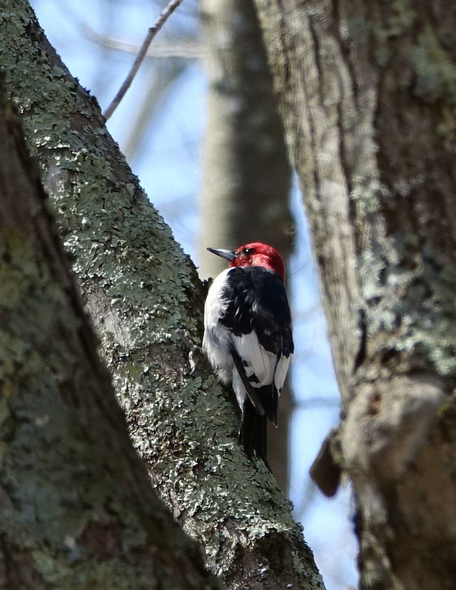 Red-headed Woodpecker - ML54619761