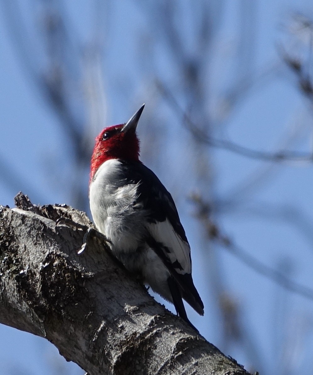 Red-headed Woodpecker - ML54619851