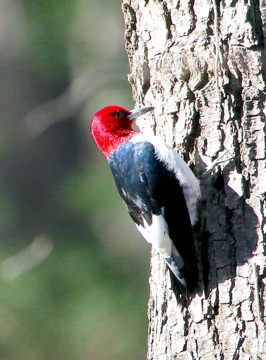 Red-headed Woodpecker - ML546198741
