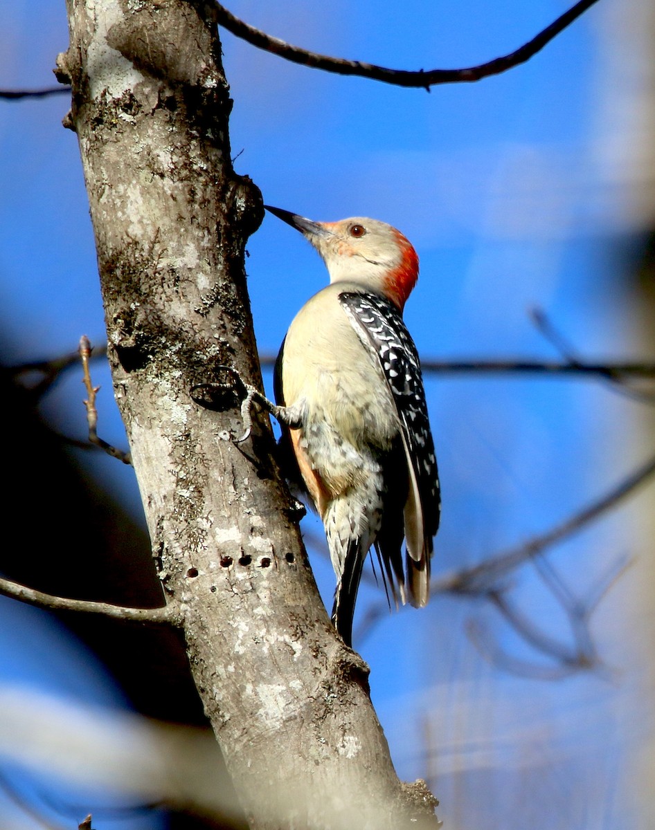 Red-bellied Woodpecker - ML546198781