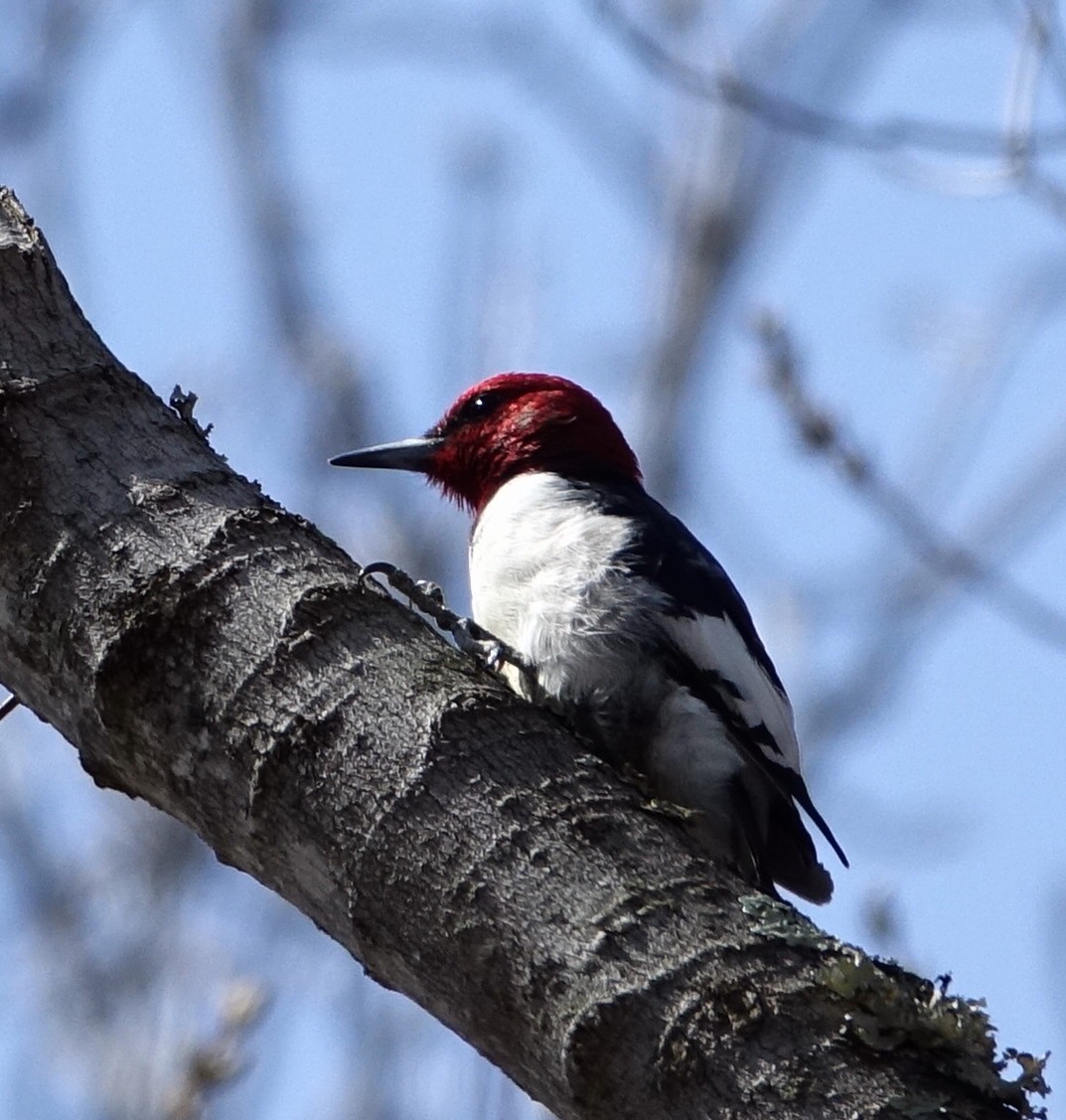 Red-headed Woodpecker - ML54619891
