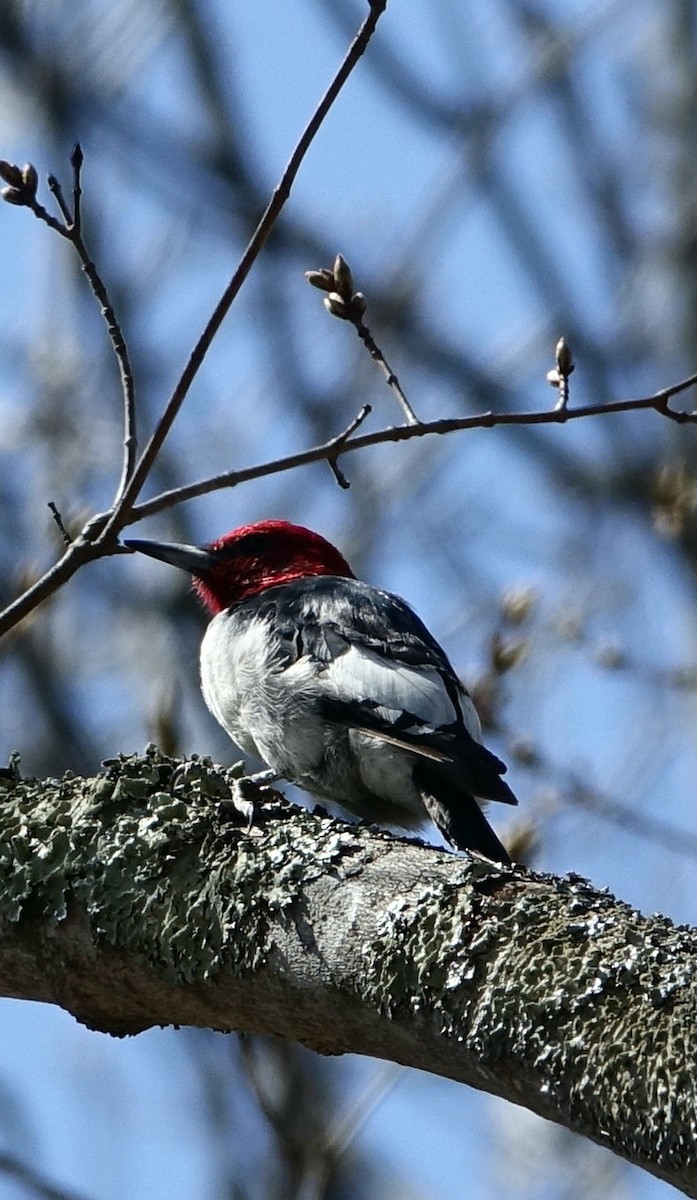 Red-headed Woodpecker - ML54619961