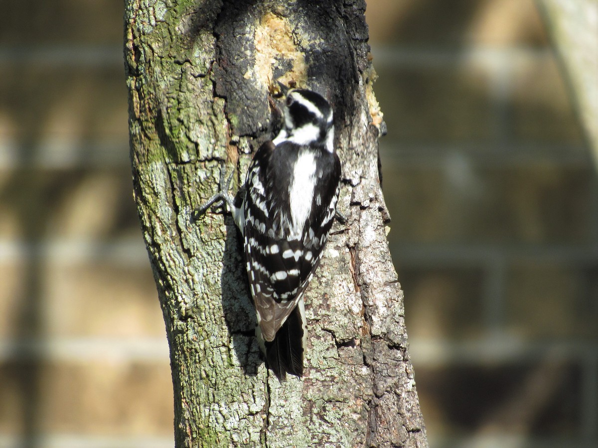 Downy Woodpecker - ML54620051
