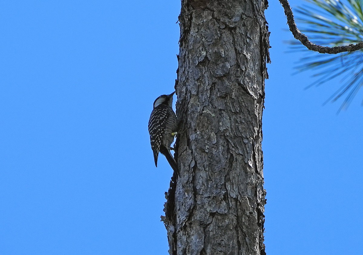 Red-cockaded Woodpecker - Anonymous