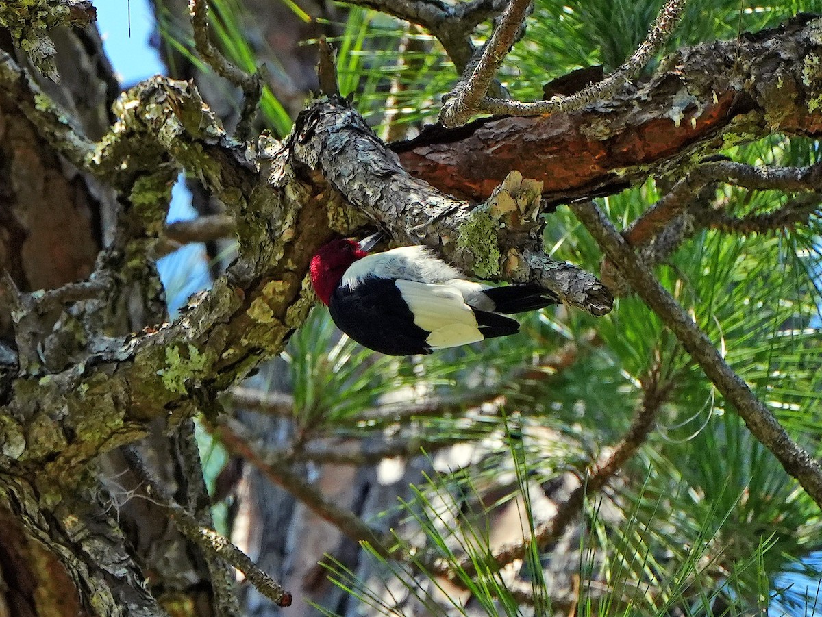 Red-headed Woodpecker - ML546202871