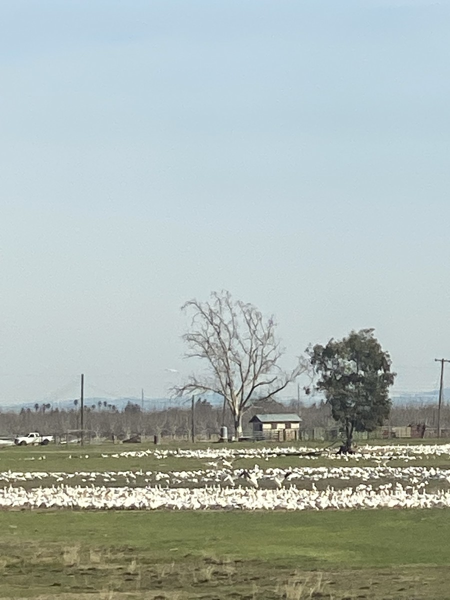 eBird Checklist 17 Feb 2023 Stone Lakes National Wildlife Refuge, Elk Grove USCA 38.34601