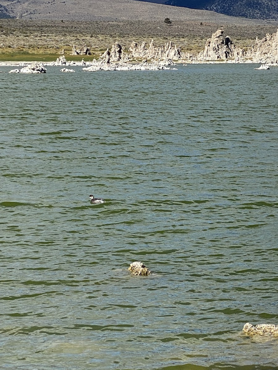 eBird Checklist 20 Sep 2022 Mono Lake Tufa State Natural Reserve, Benton USCA 37.93928