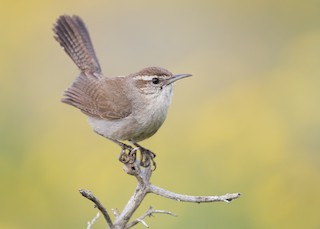 Bewick's Wren