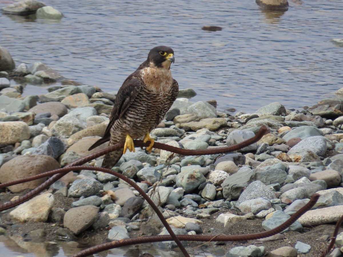 Peregrine Falcon (South American) - ML546222941