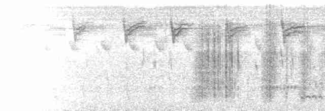  - White-winged Widowbird