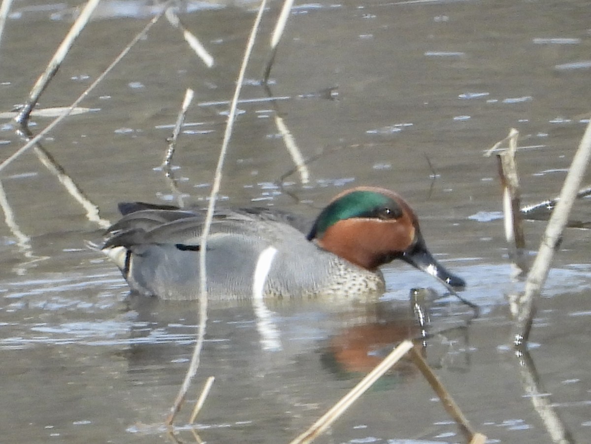 Green-winged Teal - ML546223641