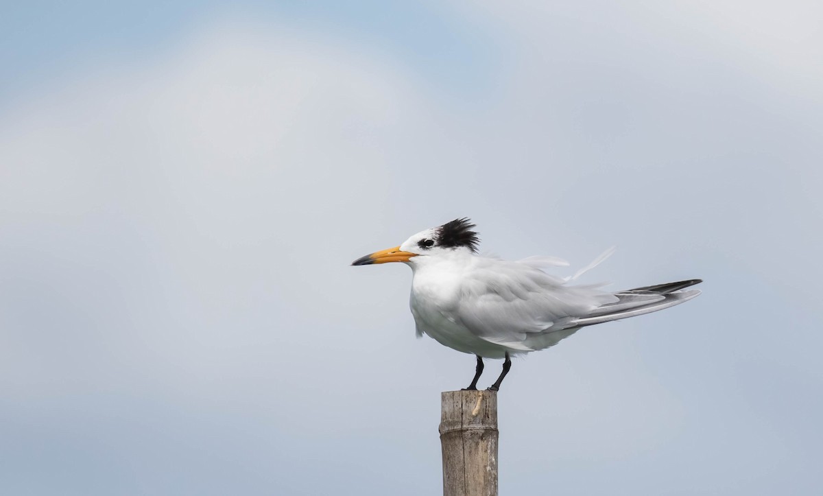 Chinese Crested Tern - ML546223971