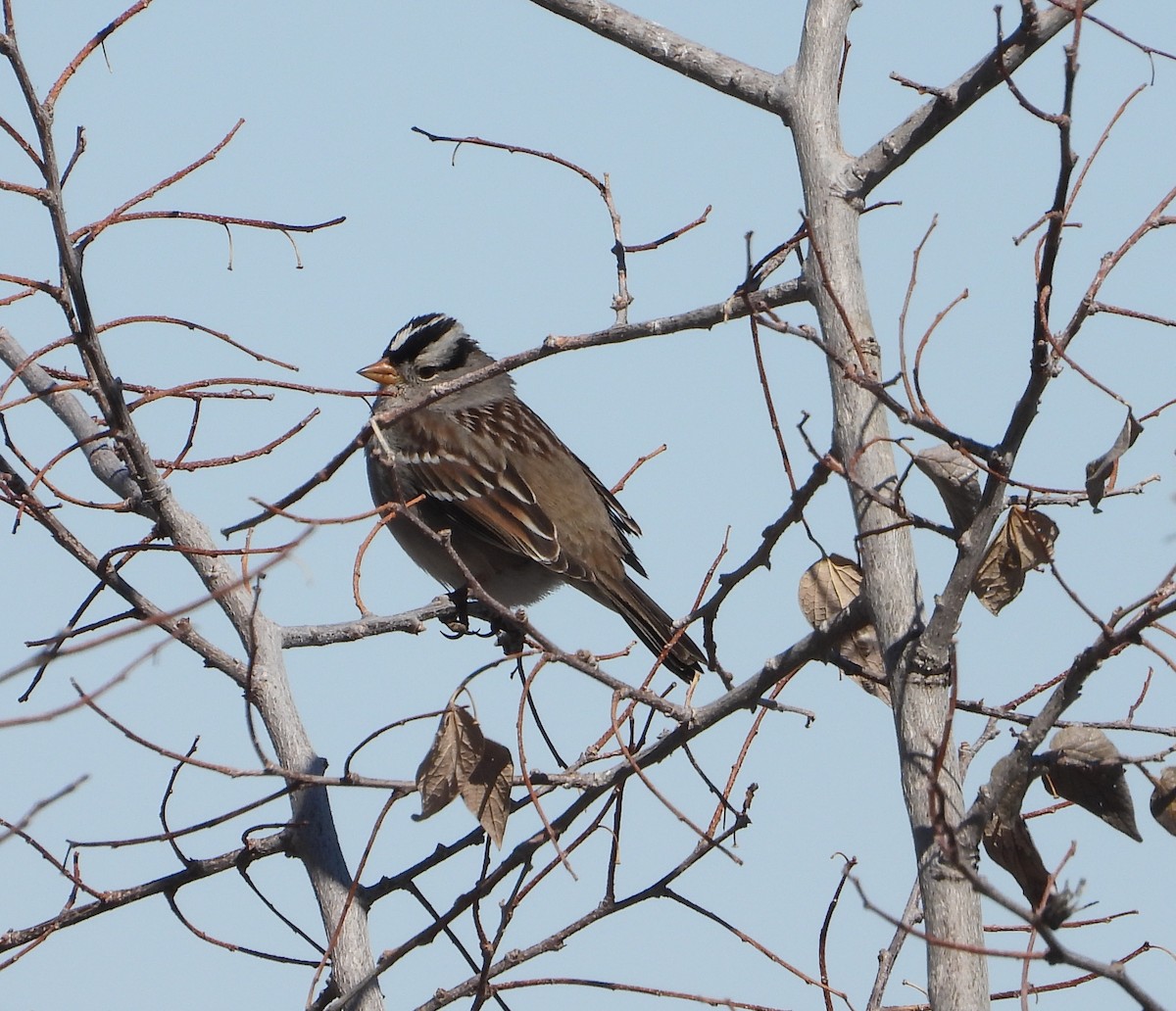 White-crowned Sparrow - ML546227151