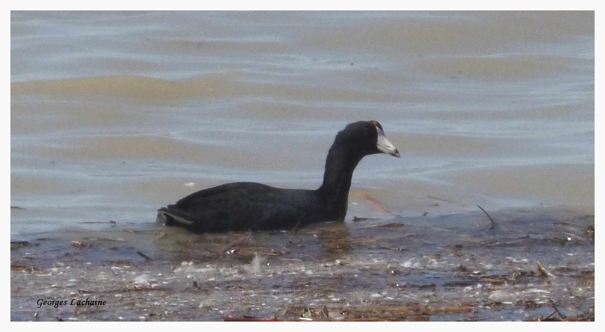 American Coot - Georges Lachaîne