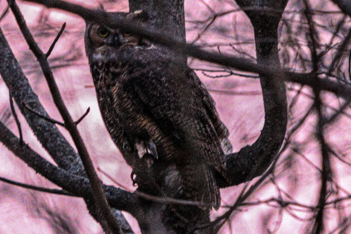 Great Horned Owl - ML546231771