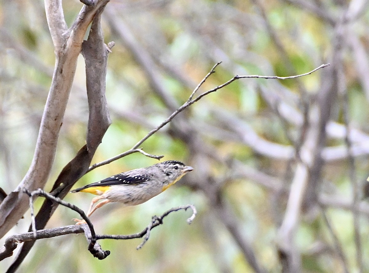 Spotted Pardalote - ML546233701