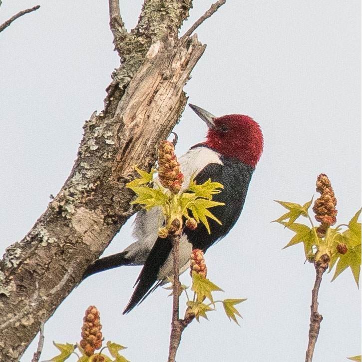 Red-headed Woodpecker - ML546250521
