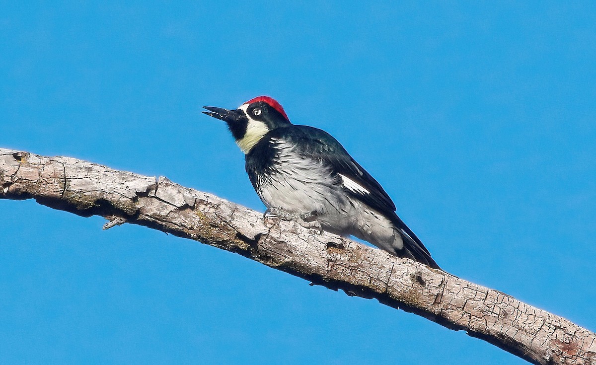 Acorn Woodpecker - Mark  Ludwick