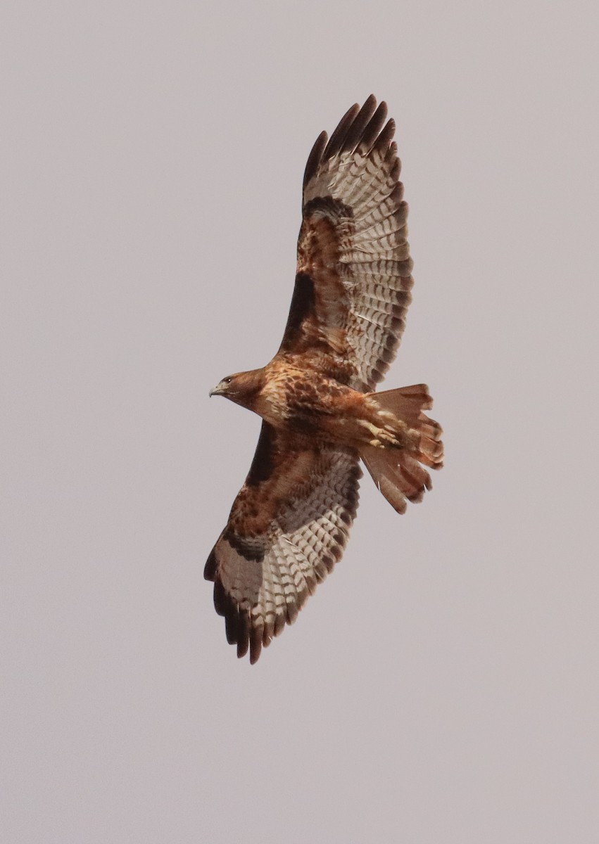 Red-tailed Hawk (calurus/alascensis) - ML546258441