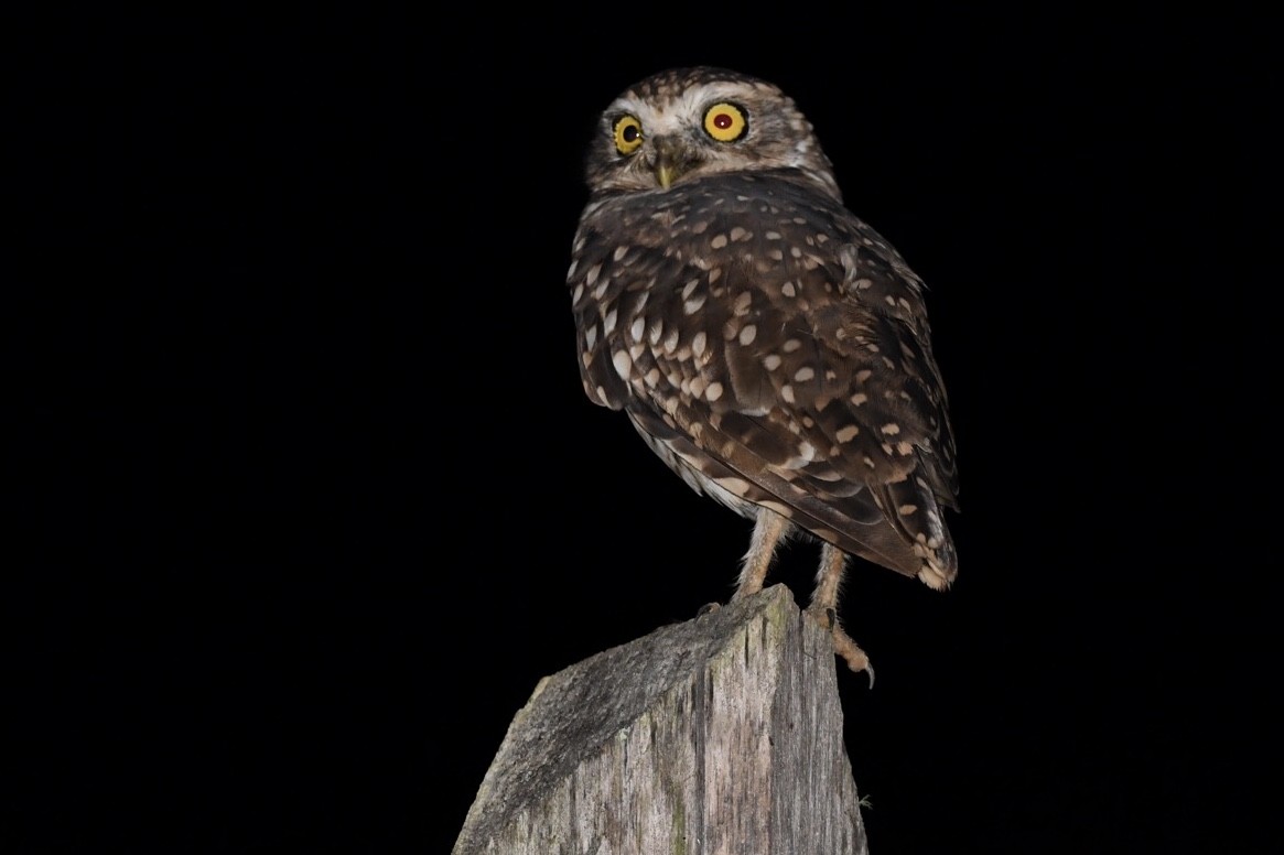Burrowing Owl - ML546260491