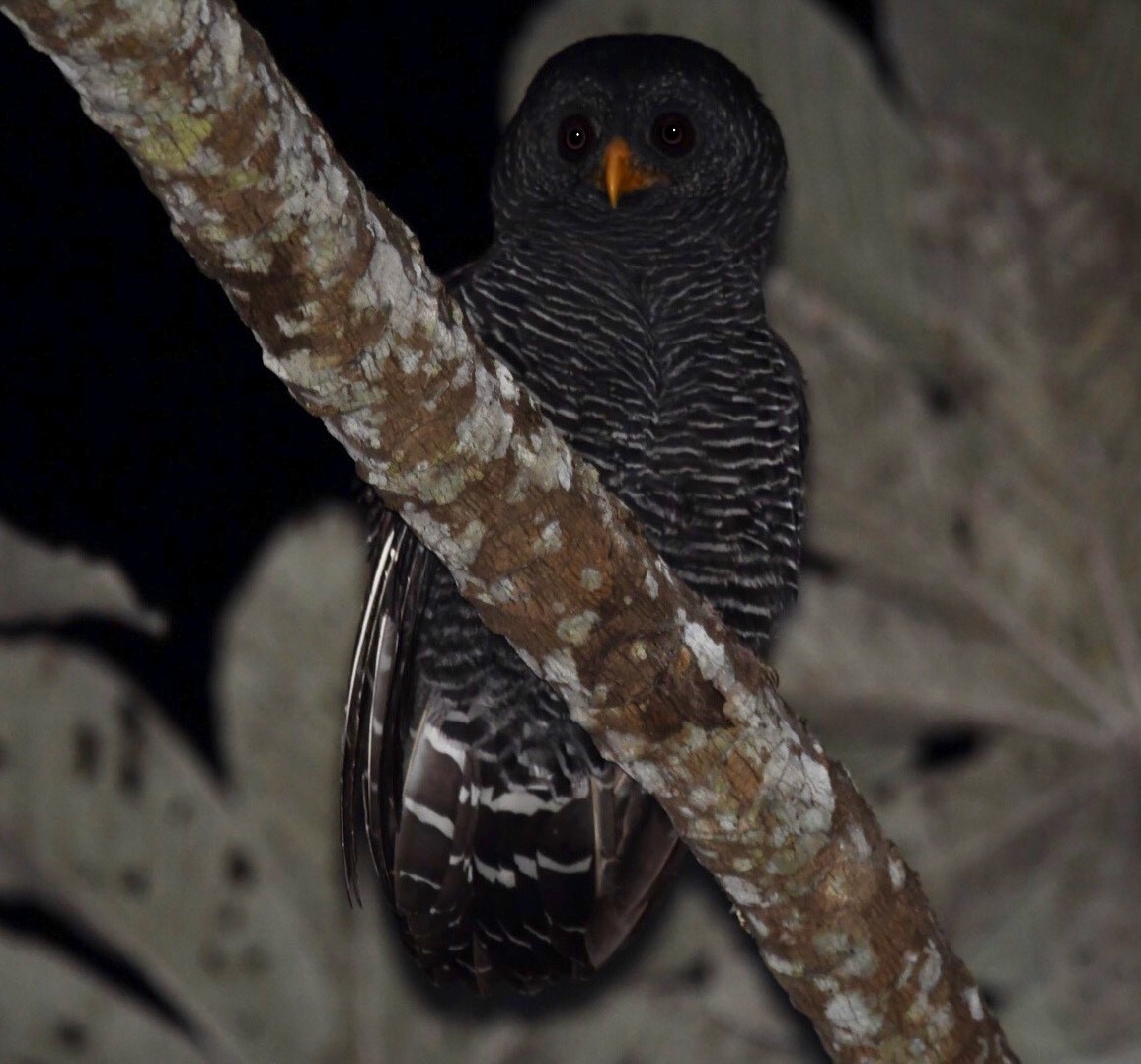 Black-banded Owl - ML546260511