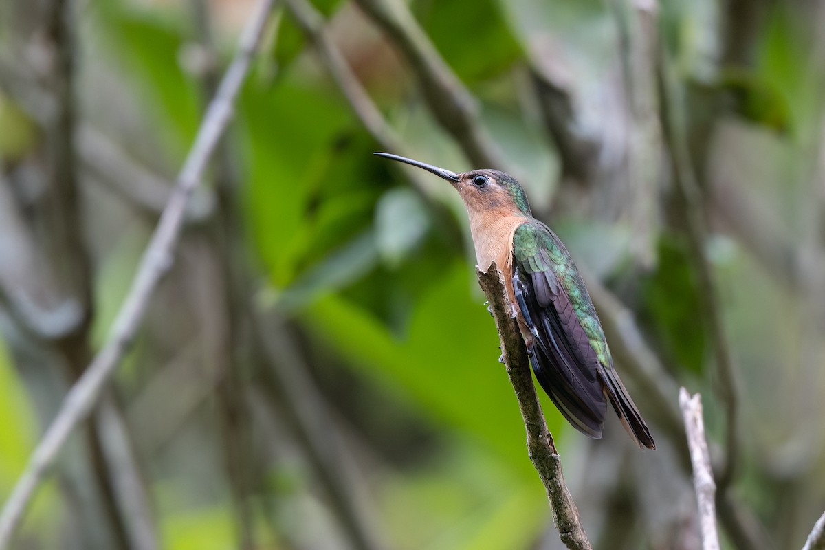 kolibřík pestroocasý - ML546260881