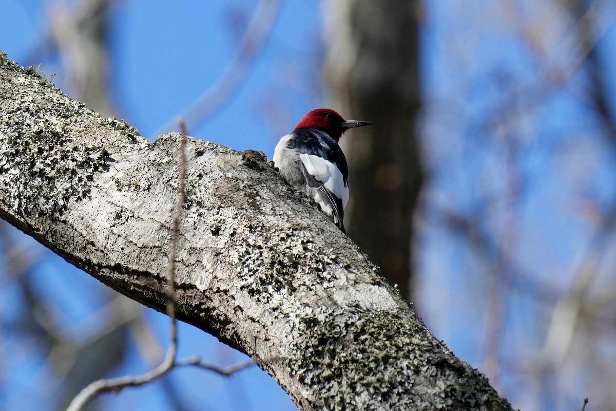 Red-headed Woodpecker - ML546264671