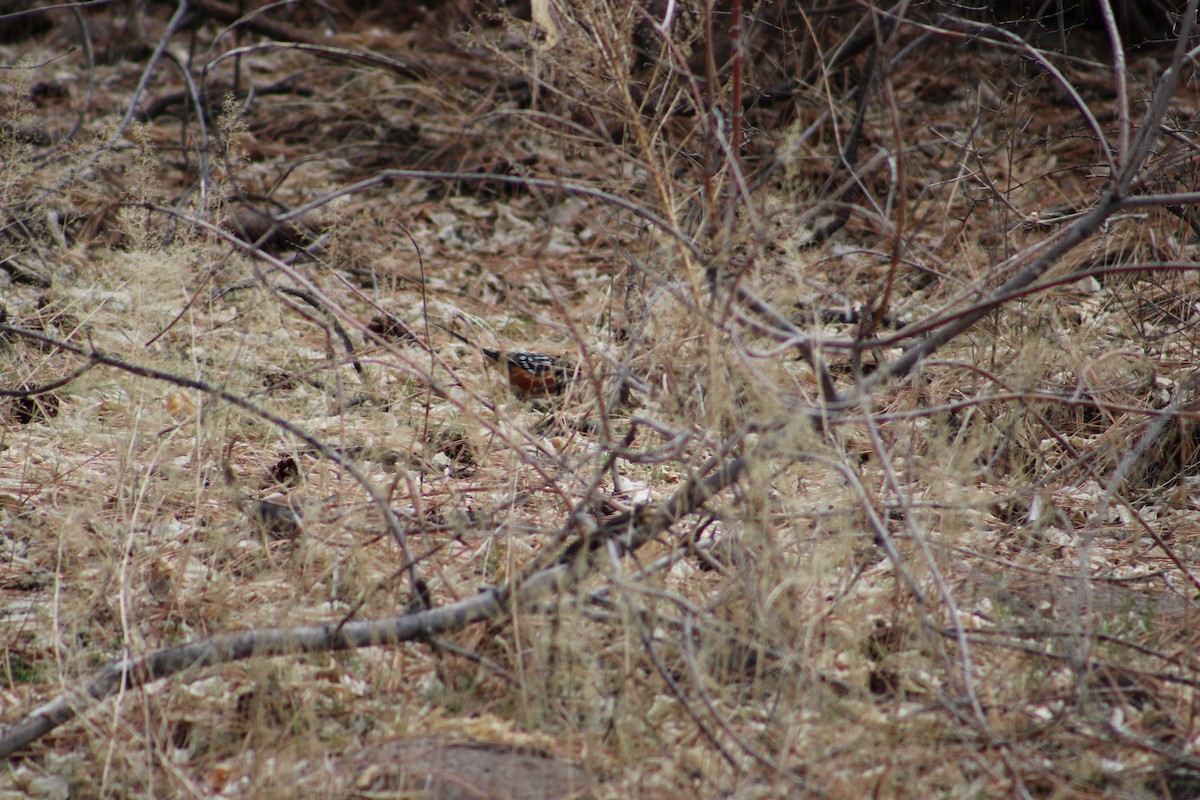 Spotted Towhee - ML546265521