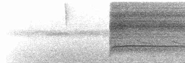  - White-throated Woodpecker